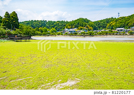 千葉県東金市にある徳川家康が東金御殿を築造の際に池を広げて造られた御殿池の八鶴湖の風景 千葉県東金市にある徳川家康が東金御殿を築造の際に池を広げて造られた御殿池の八鶴湖の風景 81220177