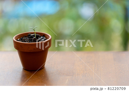植木鉢に植えた種から発芽したコスモスの芽の写真素材 植木鉢に植えた種から発芽したコスモスの芽の写真素材