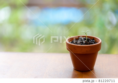 植木鉢に植えた種から発芽したコスモスの芽の写真素材 植木鉢に植えた種から発芽したコスモスの芽の写真素材