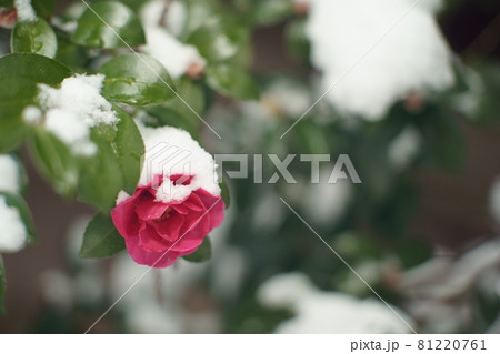 雪積もる椿 雪積もる椿 81220761