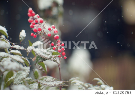 雪積もる南天 81220763