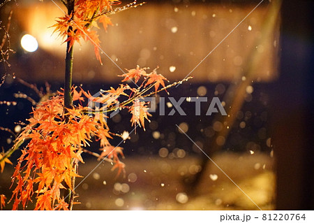 雪積もる紅葉 81220764