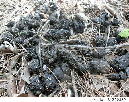 タヌキの溜め糞（山梨県大月市・扇山にて） 81220820