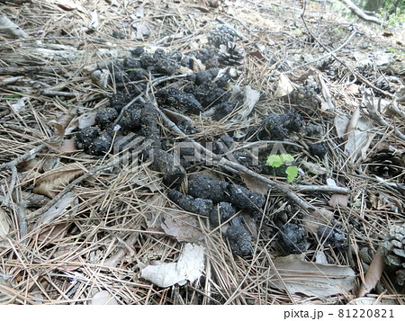 タヌキの溜め糞（山梨県大月市・扇山にて） 81220821