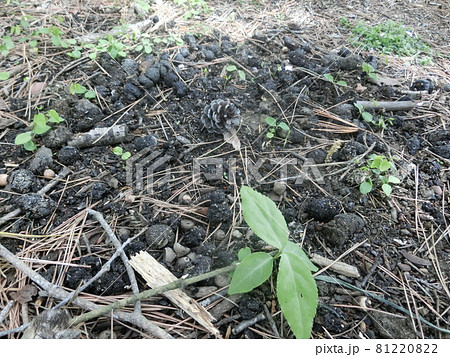 タヌキの溜め糞（山梨県大月市・扇山にて） 81220822