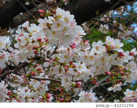 鶴舞公園 桜 鶴舞公園 桜 81221256