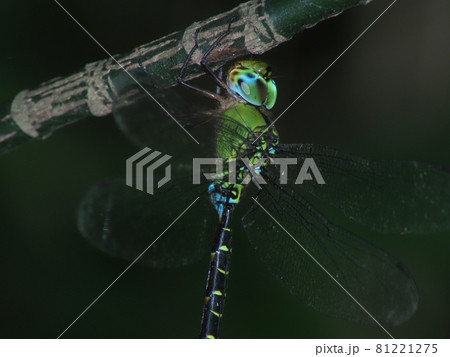 カトリヤンマ 81221275