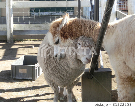 アルパカと羊（ソレイユの丘・ふれあい動物村）の写真素材 [81222253