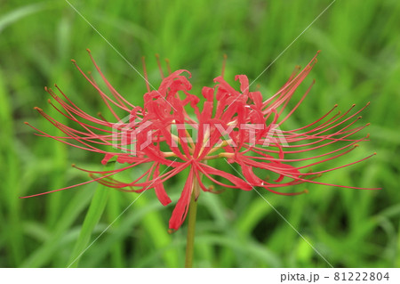 馬見丘陵公園　満開のひまわりと夏の花々と早咲きの彼岸花 81222804
