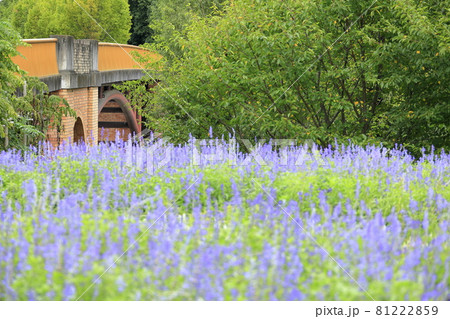 馬見丘陵公園 満開のひまわりと夏の花々と早咲きの彼岸花 馬見丘陵公園 満開のひまわりと夏の花々と早咲きの彼岸花 81222859
