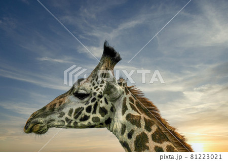 Giraffe head in profile against sunset sky 81223021