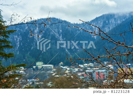 Spring in the mountains. Branch of a tree with a drop of water. Thaw after snowfall 81223128