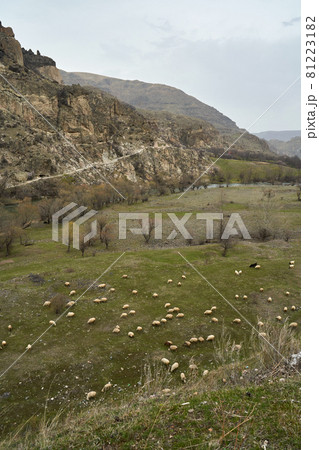 A flock of sheep grazes in a meadow in the mountains 81223182