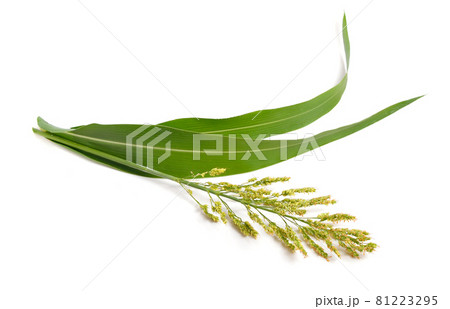 Sorghum bicolor, commonly called sorghum and also known as great millet, durra, jowari, jowar or milo. Isolated 81223295