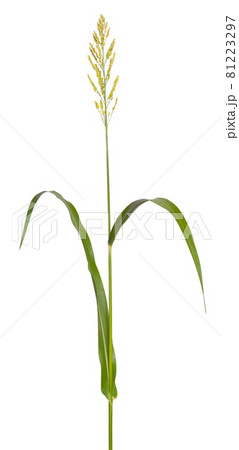 Sorghum bicolor, commonly called sorghum and also known as great millet, durra, jowari, jowar or milo. Isolated Sorghum bicolor, commonly called sorghum and also known as great millet, durra, jowari, jowar or milo. Isolated 81223297