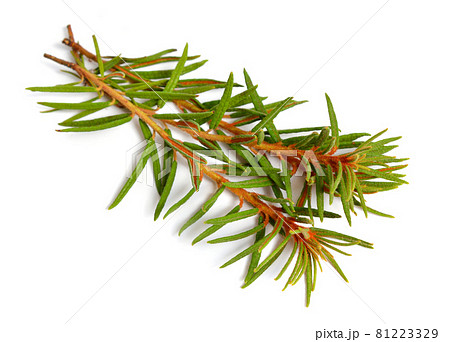 Rhododendron tomentosum, Ledum palustre or marsh Labrador tea, northern Labrador tea or wild rosemary, Ledum. 81223329