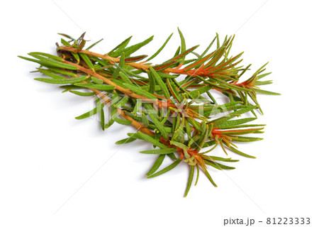 Rhododendron tomentosum, Ledum palustre or marsh Labrador tea, northern Labrador tea or wild rosemary, Ledum. 81223333
