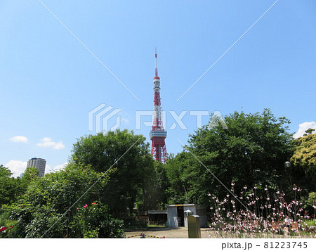 春の芝公園から見える東京タワー  81223745