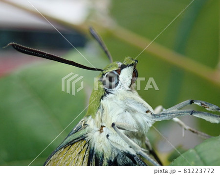 羽化直後のオオスカシバの成虫 羽化直後のオオスカシバの成虫 81223772