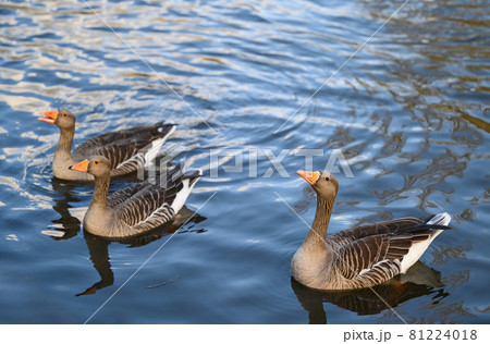 Three greylag geese in Kelsey Park, Beckenham, Greater London. Greylag geese swim on the lake in the park. There are many greylag geese in Kelsey Park, Beckenham, Kent. Greylag goose (Anser anser), UK Three greylag geese in Kelsey Park, Beckenham, Greater London. Greylag geese swim on the lake in the park. There are many greylag geese in Kelsey Park, Beckenham, Kent. Greylag goose (Anser anser), UK 81224018