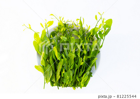 Melientha suavis pierre leaves on white background. 81225544