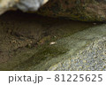 岩場の小さな蟹 81225625