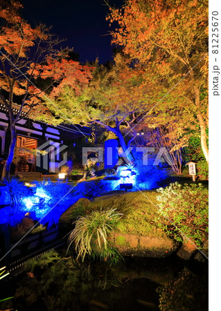 【神奈川県】長谷寺紅葉ライトアップ 81225670