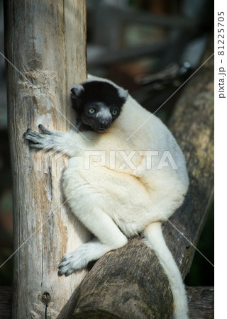 Portrait of wild sifaka lemur standing on tree branch 81225705
