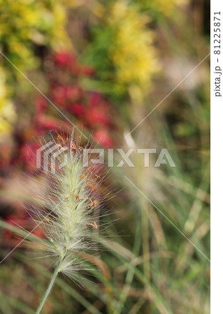 ペニセタム・ビロサムの花穂 81225871