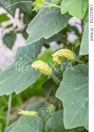 The initial stage of summer pumpkin flowering in the garden 81225967