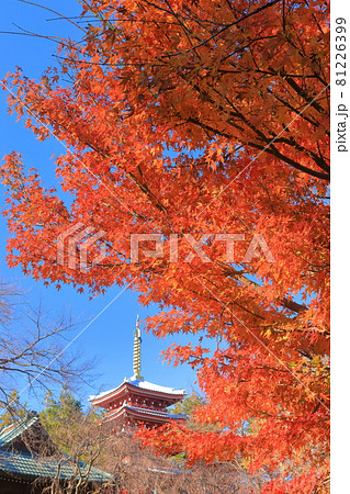 【千葉県】紅葉の本土寺　五重塔 81226399