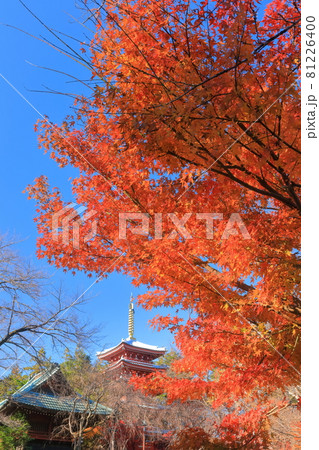【千葉県】紅葉の本土寺 五重塔 【千葉県】紅葉の本土寺 五重塔 81226400