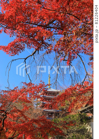【千葉県】紅葉の本土寺 五重塔 【千葉県】紅葉の本土寺 五重塔 81226404