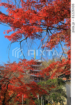 【千葉県】紅葉の本土寺 五重塔 【千葉県】紅葉の本土寺 五重塔 81226406