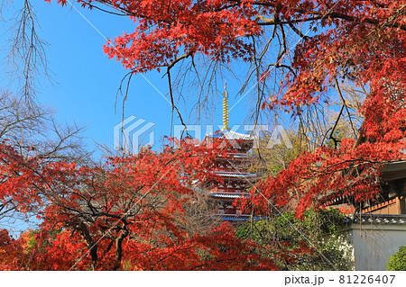 【千葉県】紅葉の本土寺　五重塔 81226407