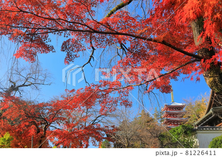 【千葉県】紅葉の本土寺 五重塔 【千葉県】紅葉の本土寺 五重塔 81226411