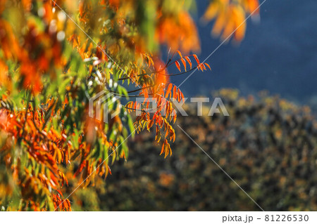 柳坂曽根の櫨並木 柳坂曽根の櫨並木 81226530