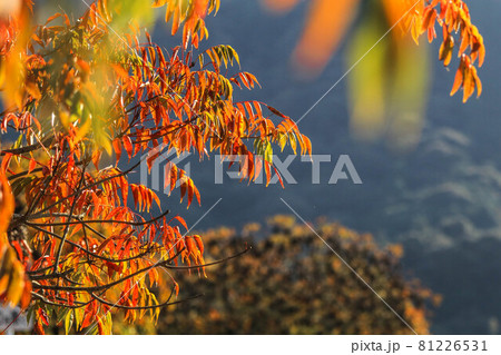 柳坂曽根の櫨並木 81226531