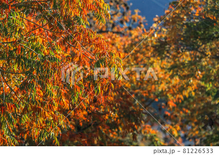 柳坂曽根の櫨並木 81226533