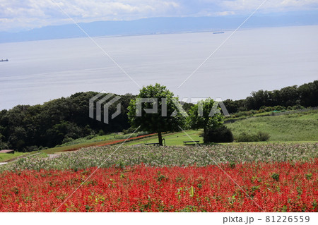 花畑と樹とベンチと緑地と森の先に船の行く海とぼんやり霞んで見える対岸の人工島や街や山の風景 花畑と樹とベンチと緑地と森の先に船の行く海とぼんやり霞んで見える対岸の人工島や街や山の風景 81226559