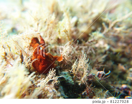 カエルアンコウ カエルアンコウ 81227028