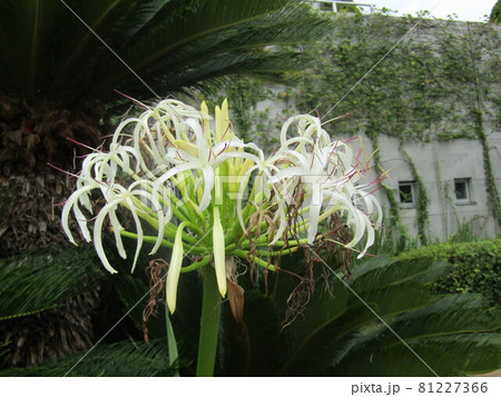 三陽メデアフラワーミュージアム前庭のハマユウの白い花 81227366