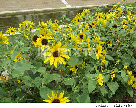 三陽メデアフラワーミュージアム前庭のヒマワリ 三陽メデアフラワーミュージアム前庭のヒマワリ 81227367
