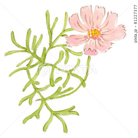ピンク色の花のコスモス（秋桜）の水彩画（イラスト） 81227377