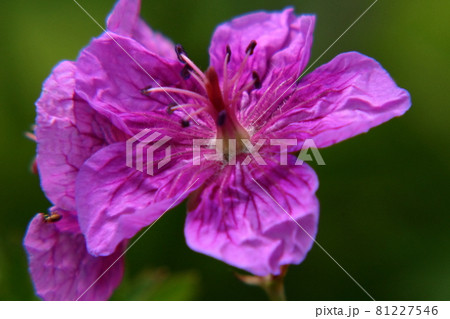 アサマフウロ アサマフウロ 81227546