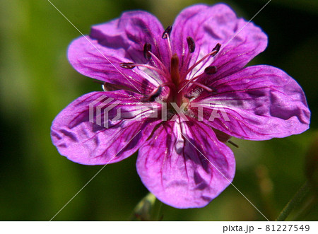 アサマフウロ アサマフウロ 81227549