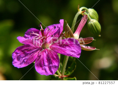 アサマフウロ アサマフウロ 81227557