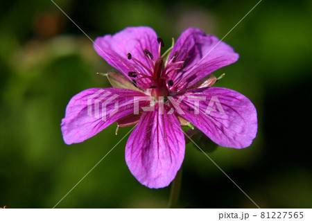 アサマフウロ 81227565