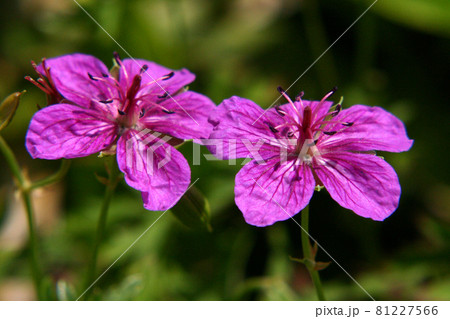 アサマフウロ アサマフウロ 81227566