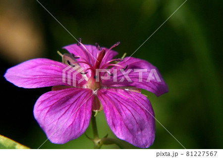 アサマフウロ 81227567